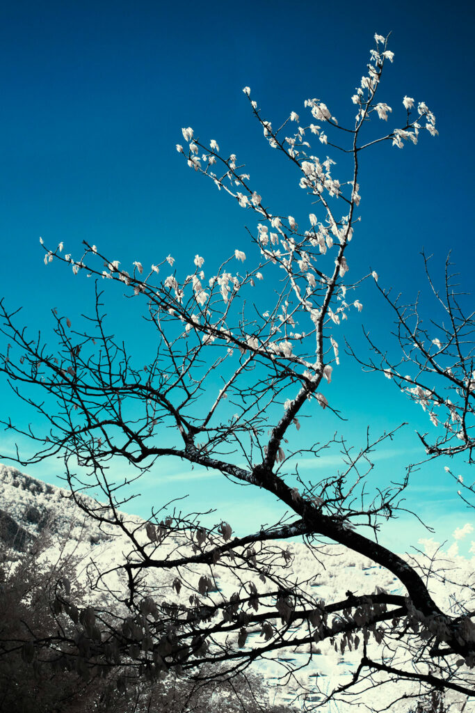 l'orto dei frutti dimenticati